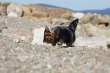 YORKSHIRE TERRIER 317